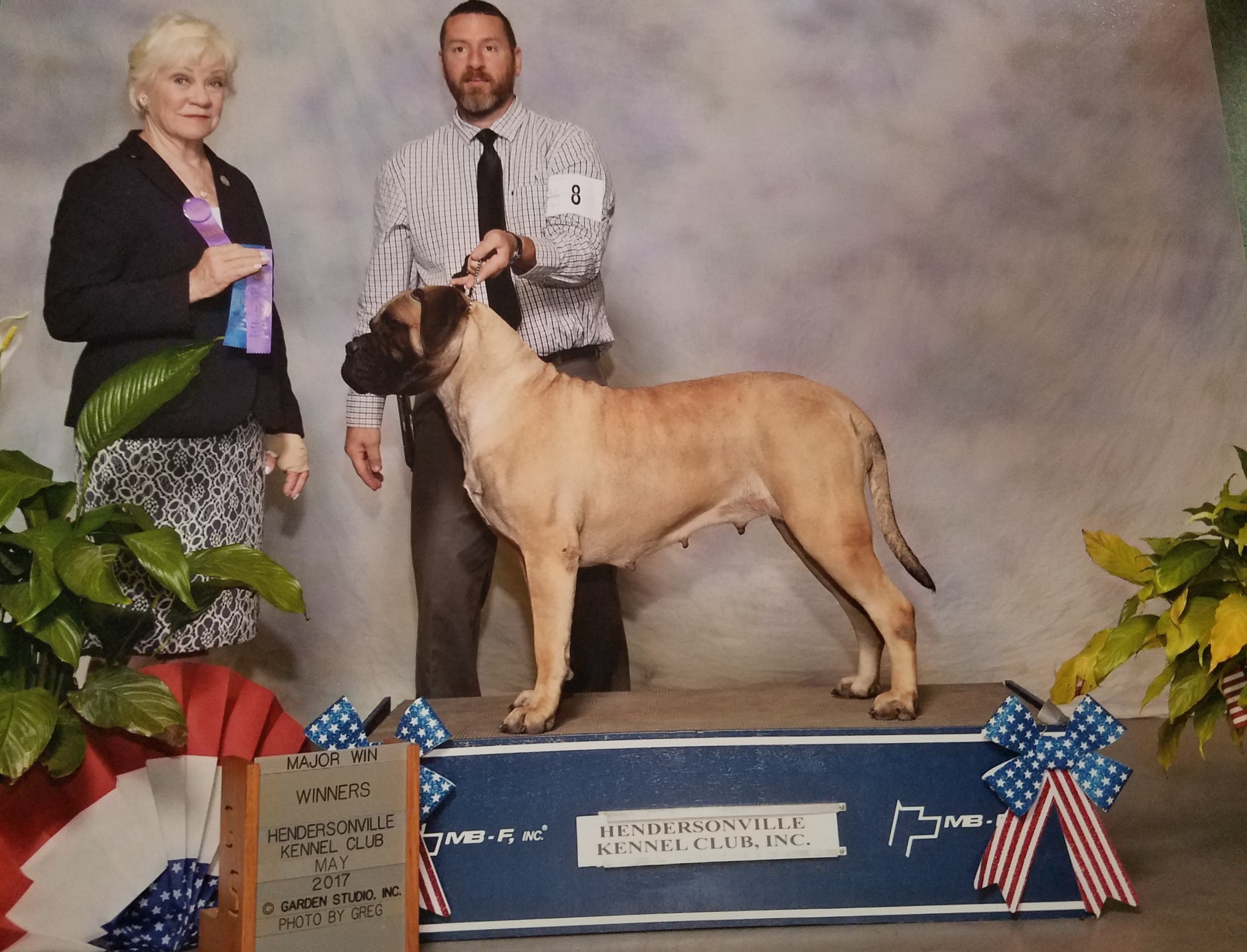 stoltz bullmastiffs