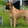 This is Freddie Prinz, the Sire of our up and coming Big Harley! Hard to find a Bullmastiff that fits the breed standard any better. Look at that face and head!!!