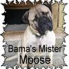 Moose is the Sire of Lady Brandy and he's just gorgeous. He's got super good looks and a temperment to match.